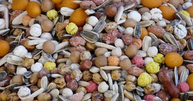 Noix, pécan, noisettes : que choisir ?