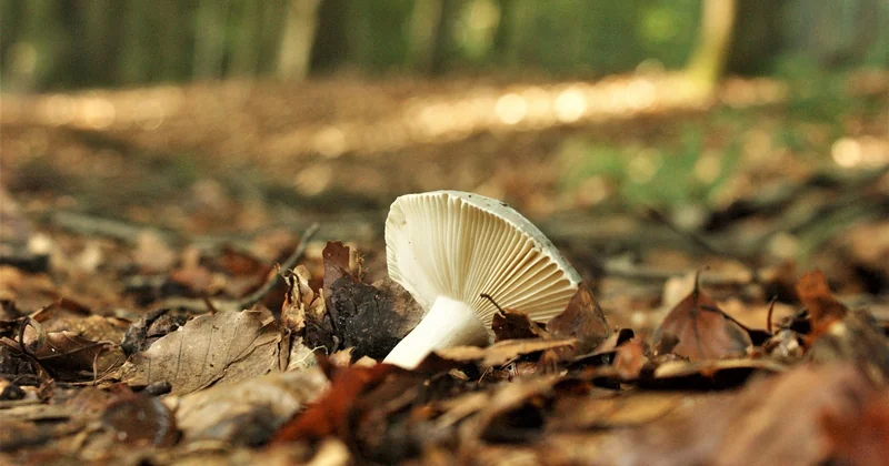 Quels champignons pour quel risotto