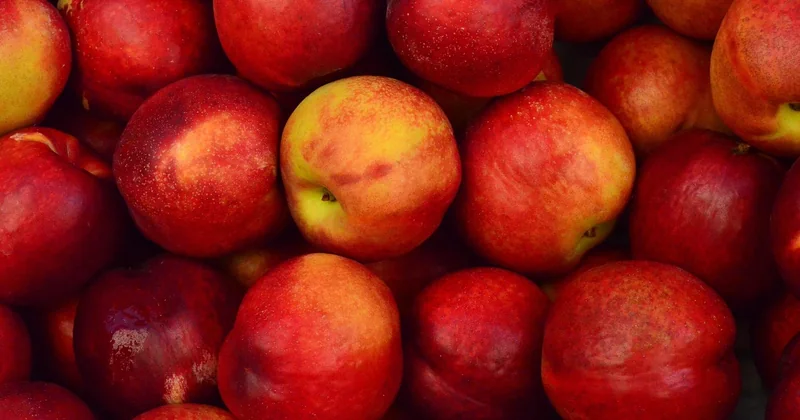 Choisir ses pommes : la seule décision qui compte vraiment
